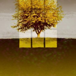 Window on an Amber Tree 2x3